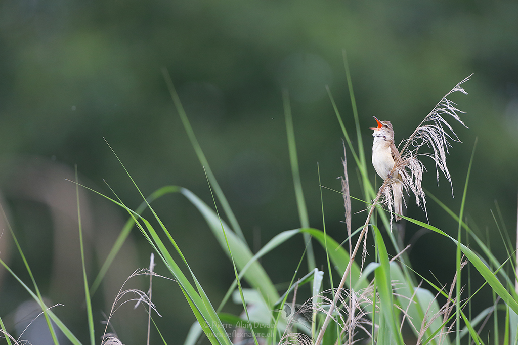 Rousserolle effarvatte - Acrocephalus scirpaceus - Common reed warbler