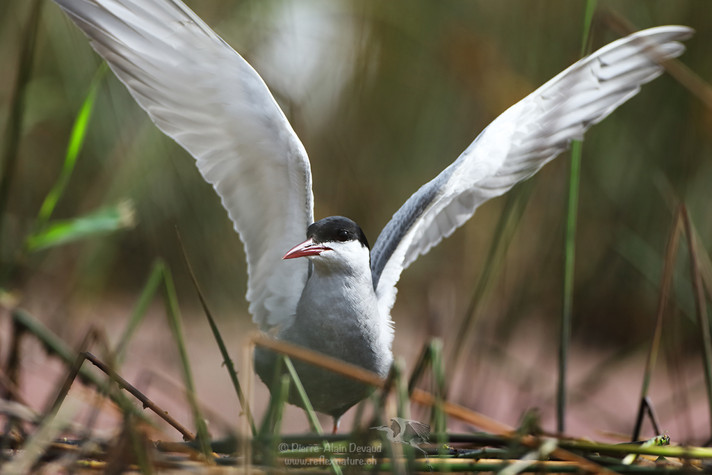Sterne pierregarin - Sterna hirundo - Common tern