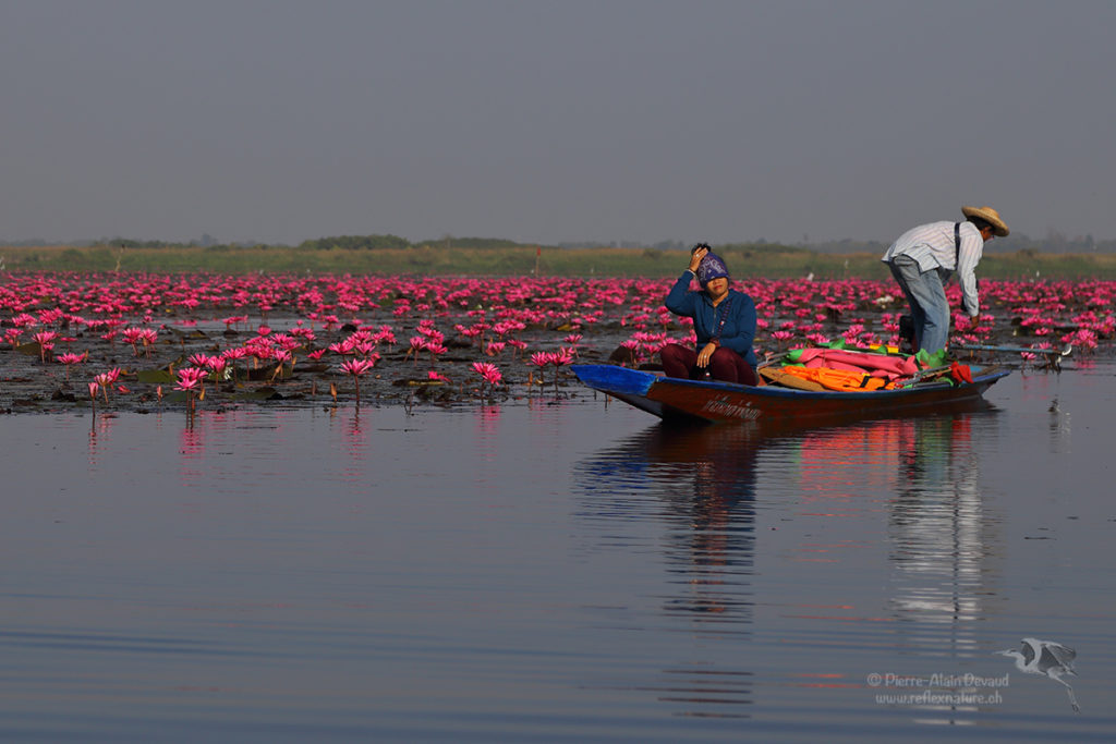 Thaïlande - lac aux lotus