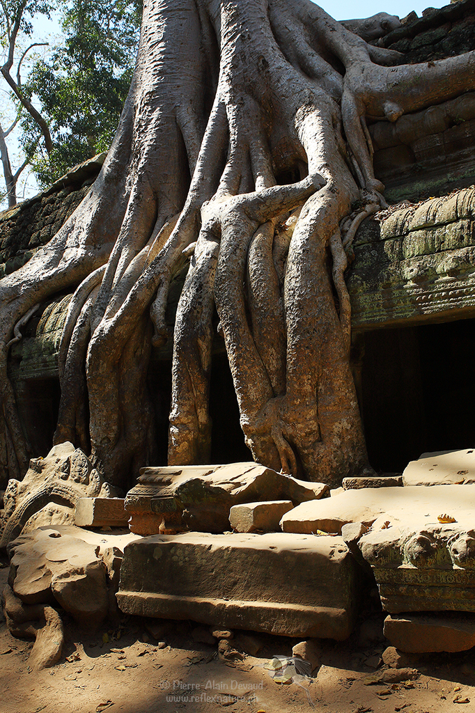 Ta Prohm - Angkor / Cambodg