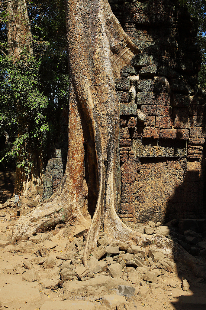 Ta Prohm - Angkor / Cambodg