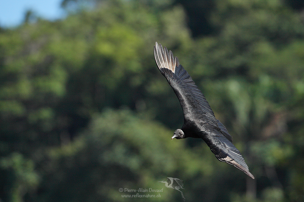 Urubu noir - Coragyps atratus – American black vulture (Urubu)