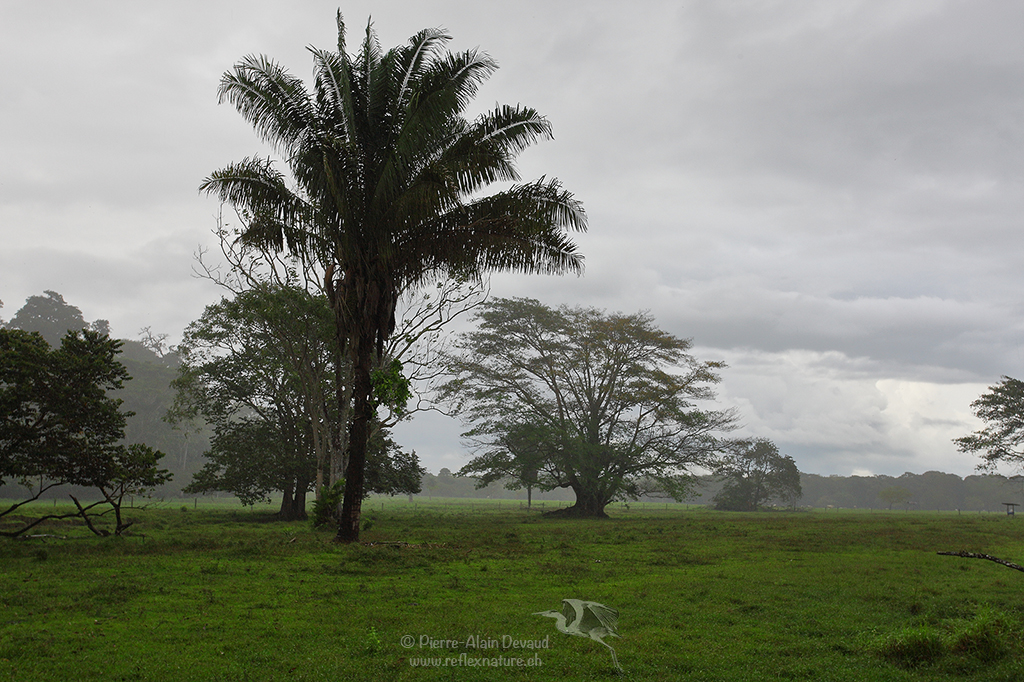 Corcovado - Costa Rica