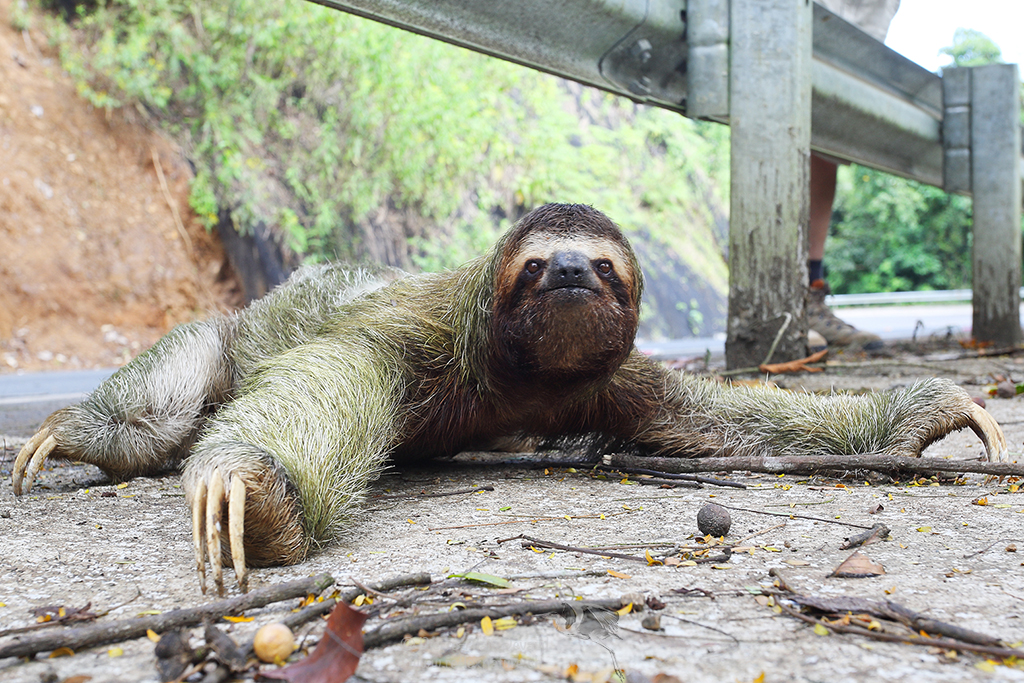 Paresseux à gorge brune - Bradypus variegatus - Brown-throated sloth