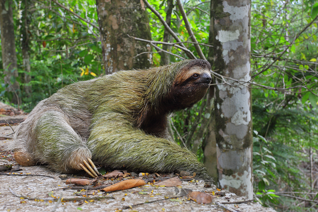 Paresseux à gorge brune - Bradypus variegatus - Brown-throated sloth