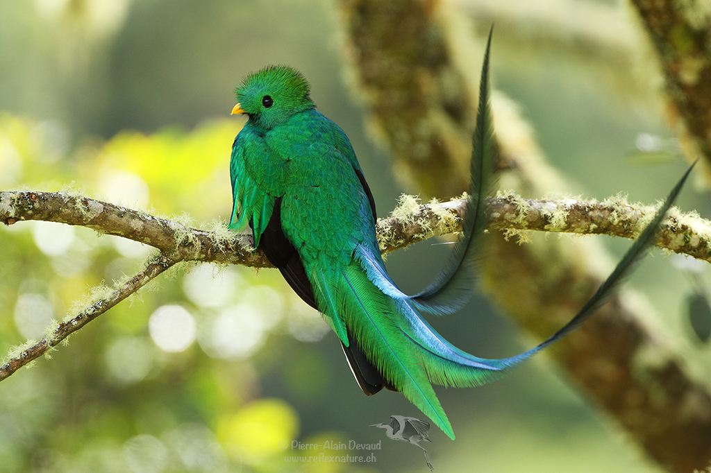 Quetzal resplendissant - Pharomachrus mocinno - Resplendent quetzal
