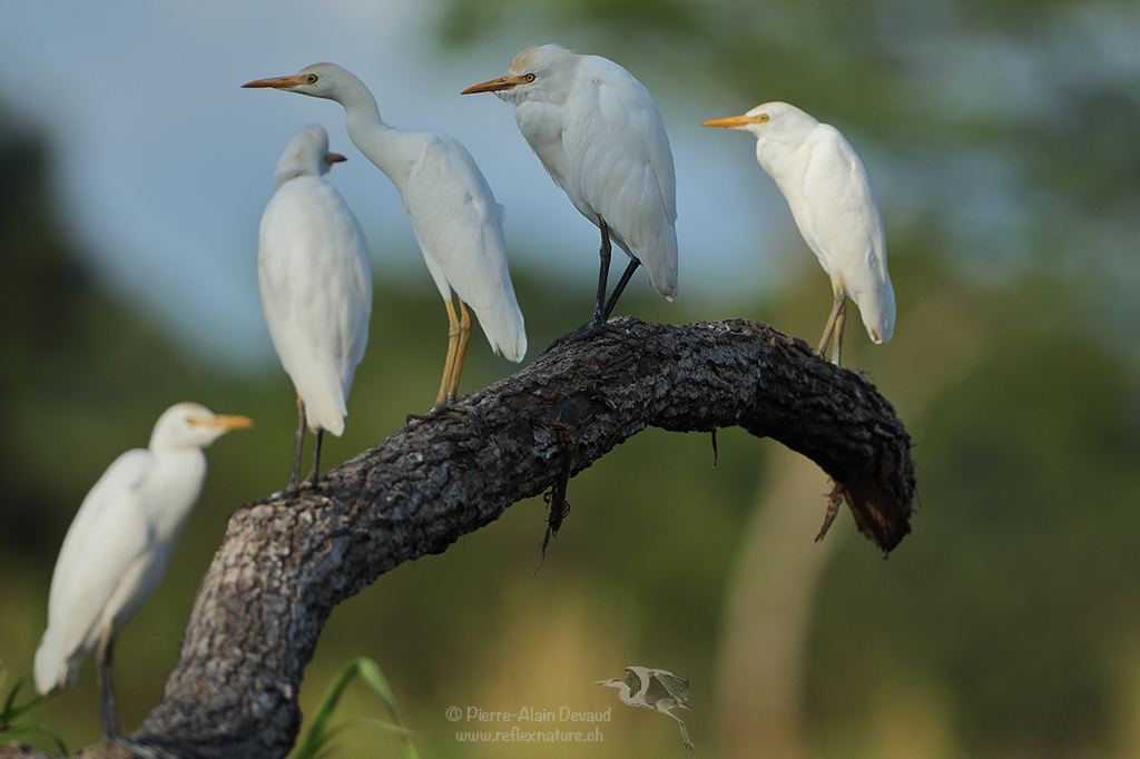 Héron garde-bœufs - Bubulcus ibis - cattle egret