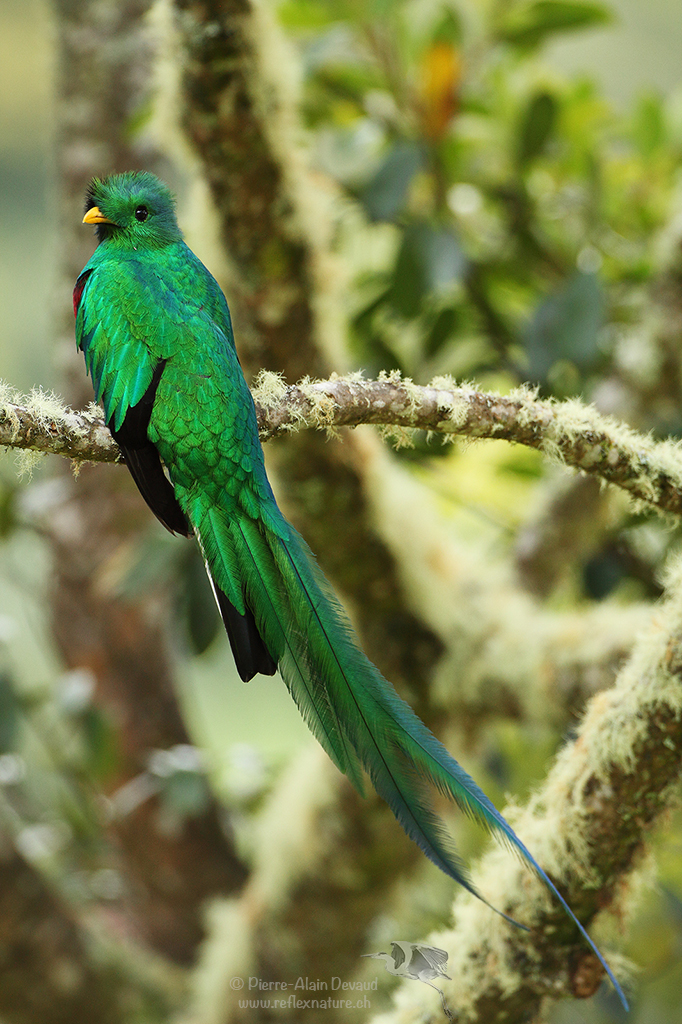 Quetzal resplendissant - Pharomachrus mocinno - Resplendent quetzal