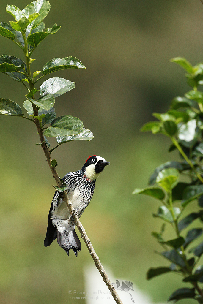 Pic glandivore - Melanerpes formicivorus - Acorn woodpecker