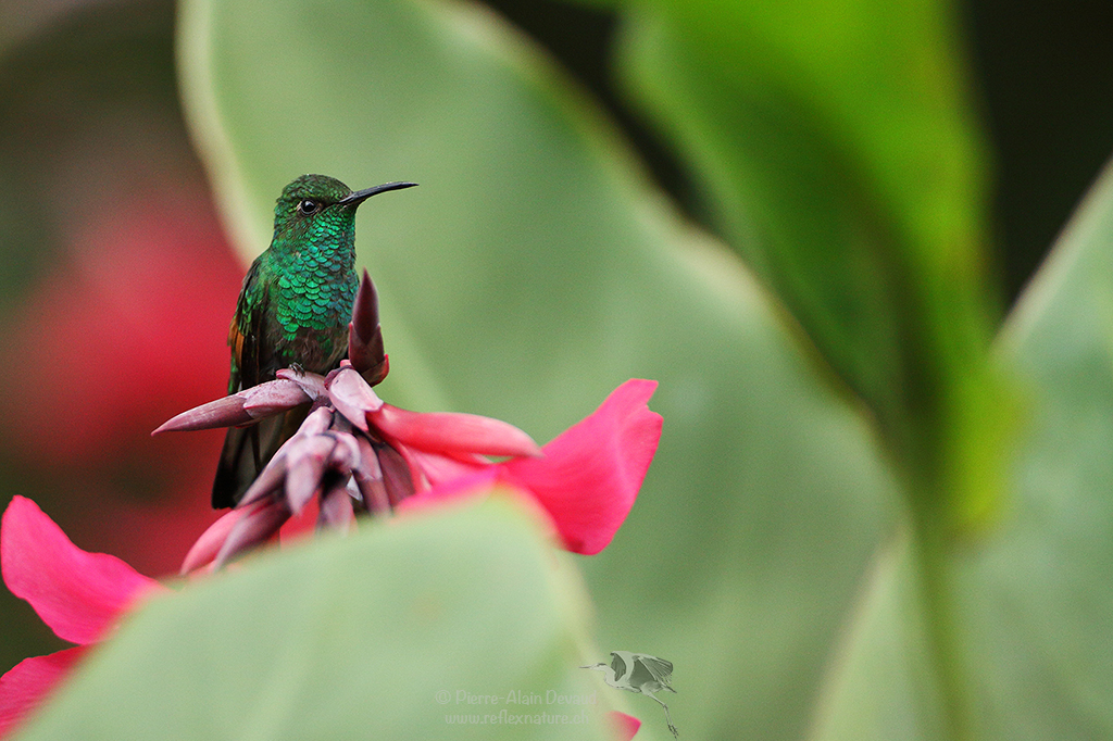 Colibri à épaulettes - Eupherusa eximia - Stripe-tailed hummingbird