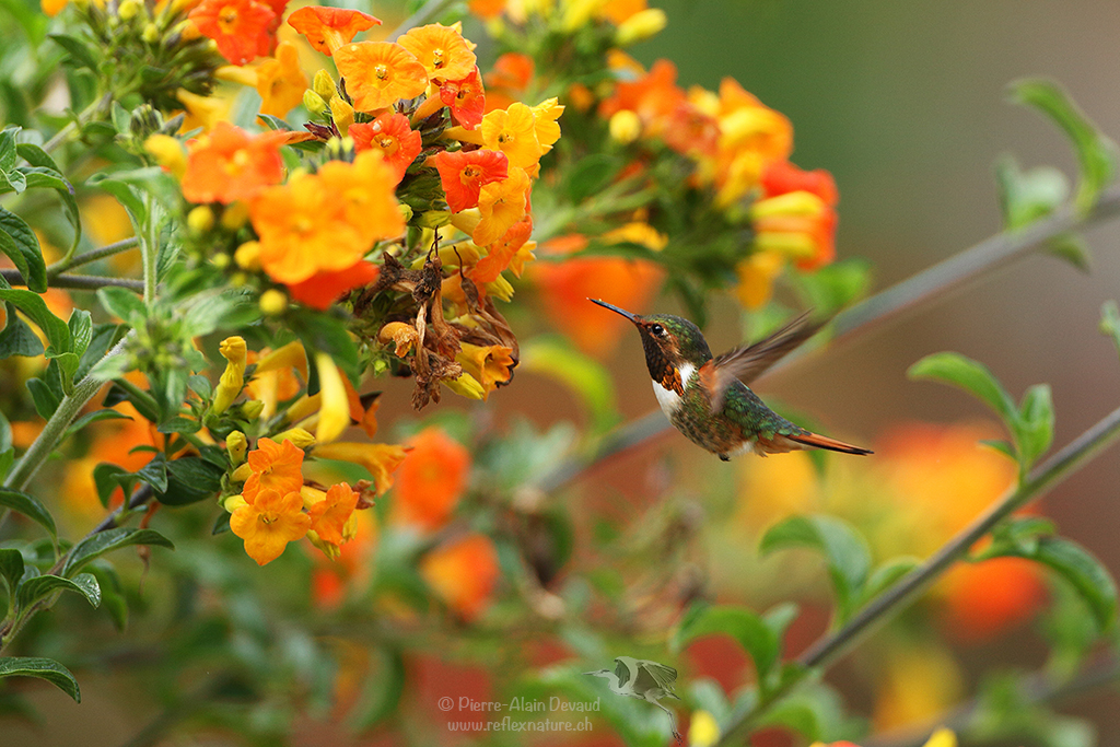 Colibri scintillant - Selasphorus scintilla - Scintillant hummingbird
