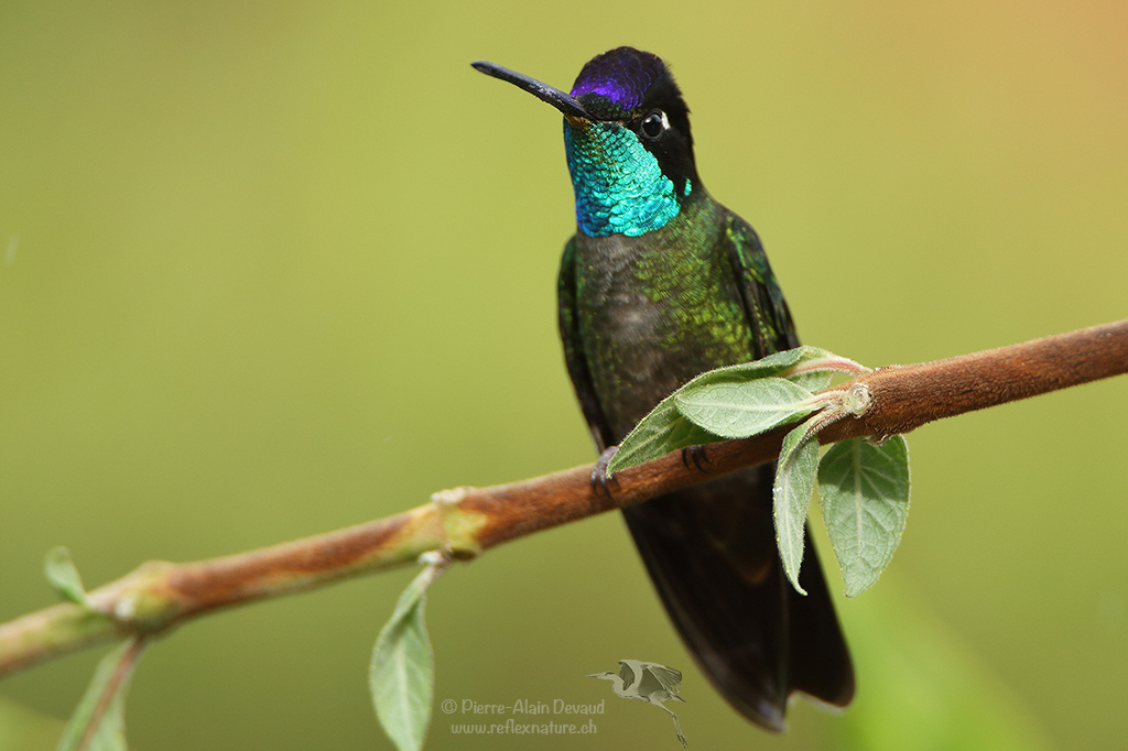 Colibri de Rivoli - Eugenes fulgens - Rivoli's hummingbird