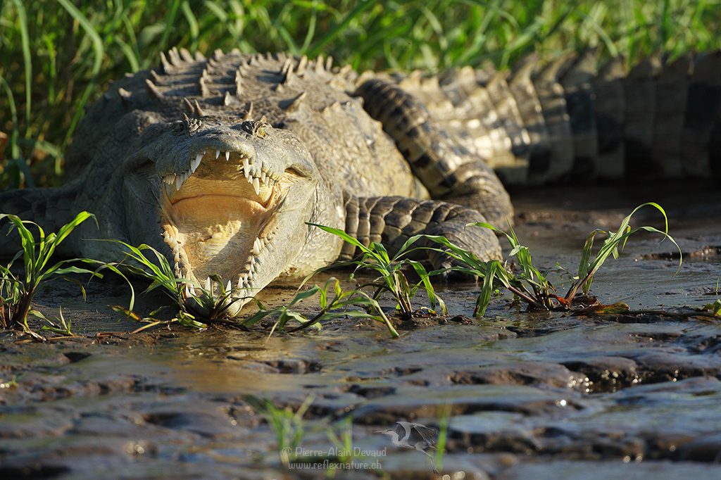 Crocodile américain - Crocodylus acutus - American crocodile