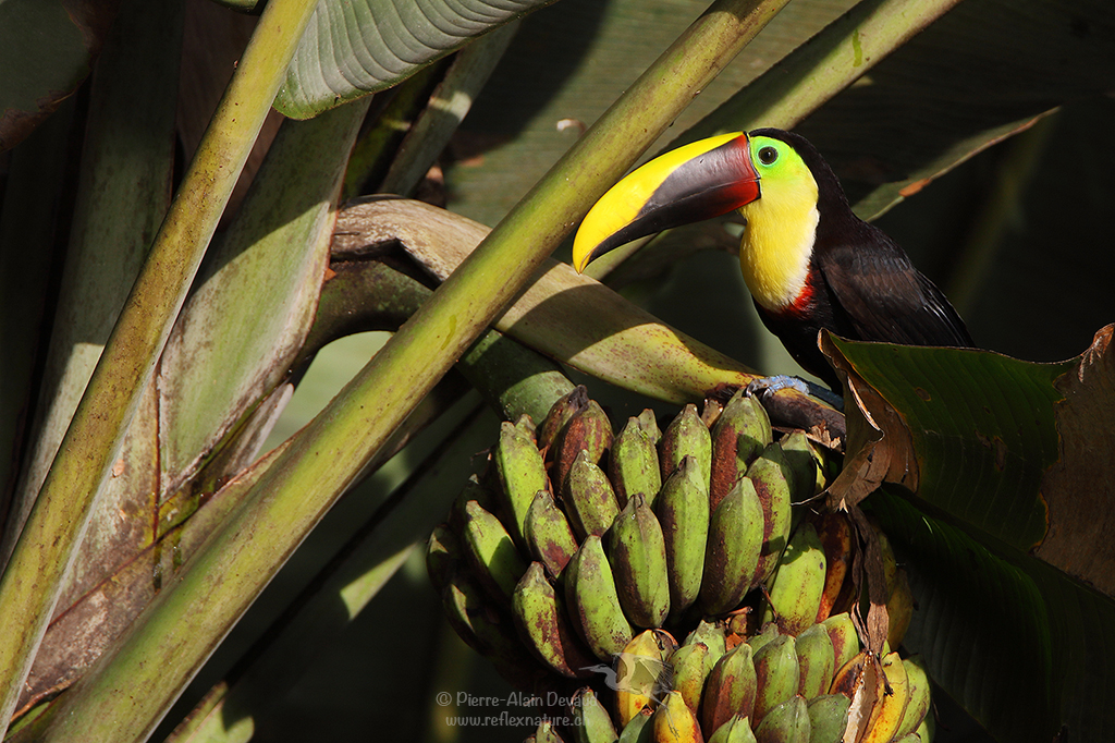 Toucan de Swainson - Ramphastos ambiguus swainsonii - Chestnut-mandibled toucan