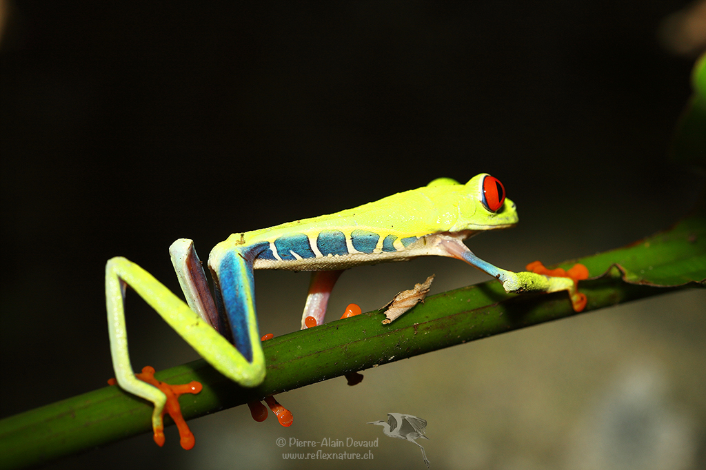 Rainette aux yeux rouges - Agalychnis callidryas - Red-eyed tree frog
