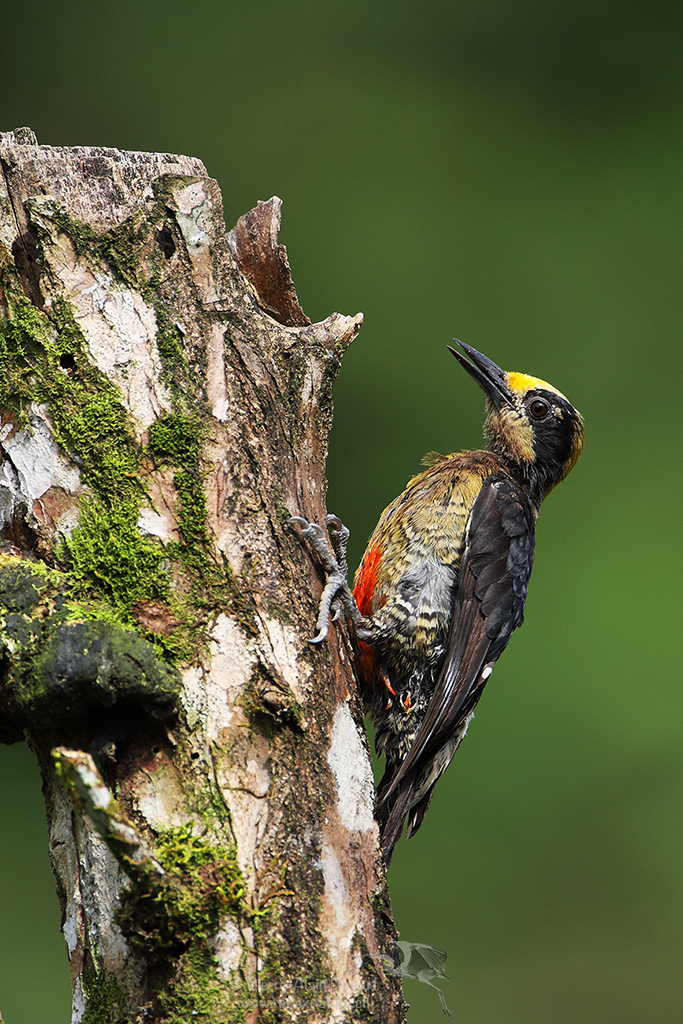 Pic masqué - Melanerpes chrysauchen - Golden-naped woodpecker