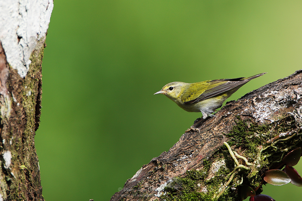 Paruline obscure - Leiothlypis peregrina - Tennessee warbler