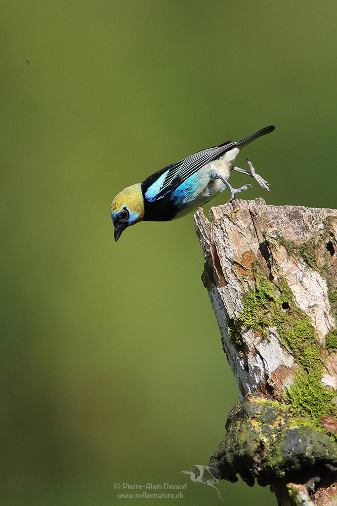 Calliste à coiffe d’or - Tangara larvata - Golden-hooded tanager