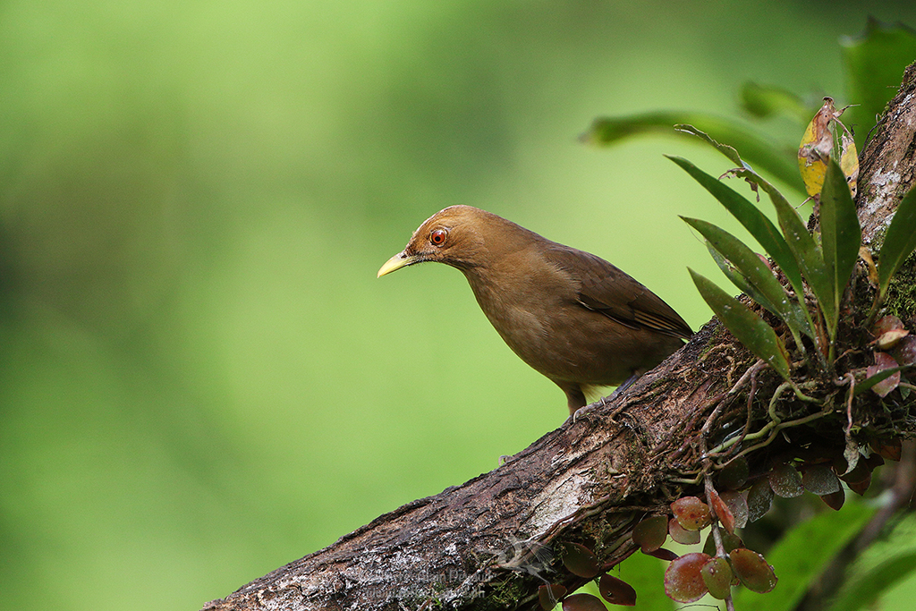 Merle fauve (merle tropical) - Turdus grayi - Clay-colored thrush