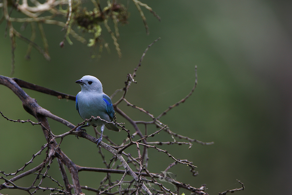 Tangara évêque (Tangara bleu) - Thraupis episcopus - Blue-gray tanager