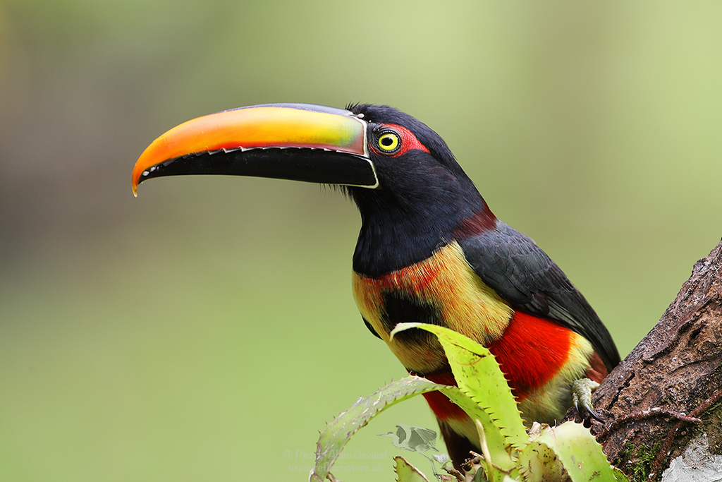 Costa Rica – Safari photographique