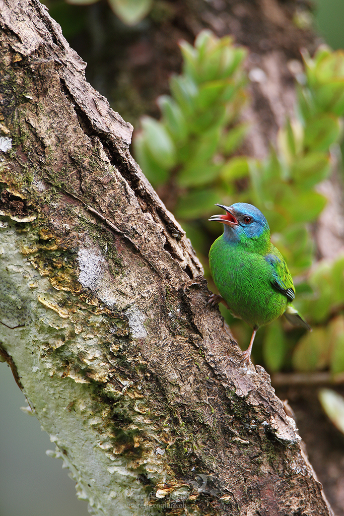 Dacnis bleu - Dacnis cayana - blue dacnis (turquoise honeycreeper)