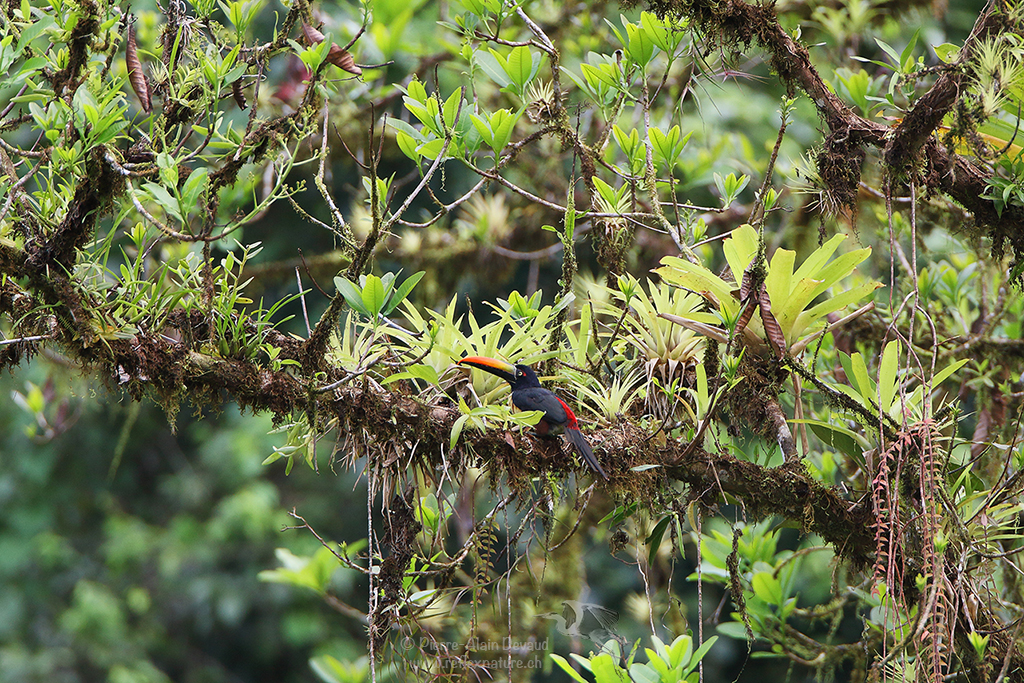 Araçari de Frantzius - Pteroglossus frantzii - fiery-billed aracari