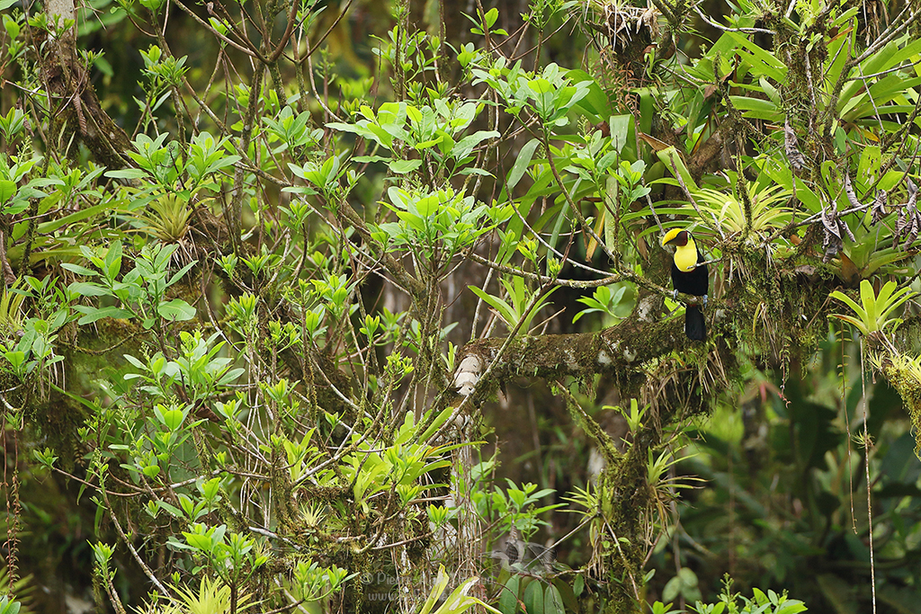 Toucan de Swainson - Ramphastos ambiguus swainsonii - Chestnut-mandibled toucan