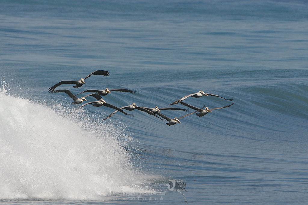 Pélican brun - Pelecanus occidentalis - Brown pelican