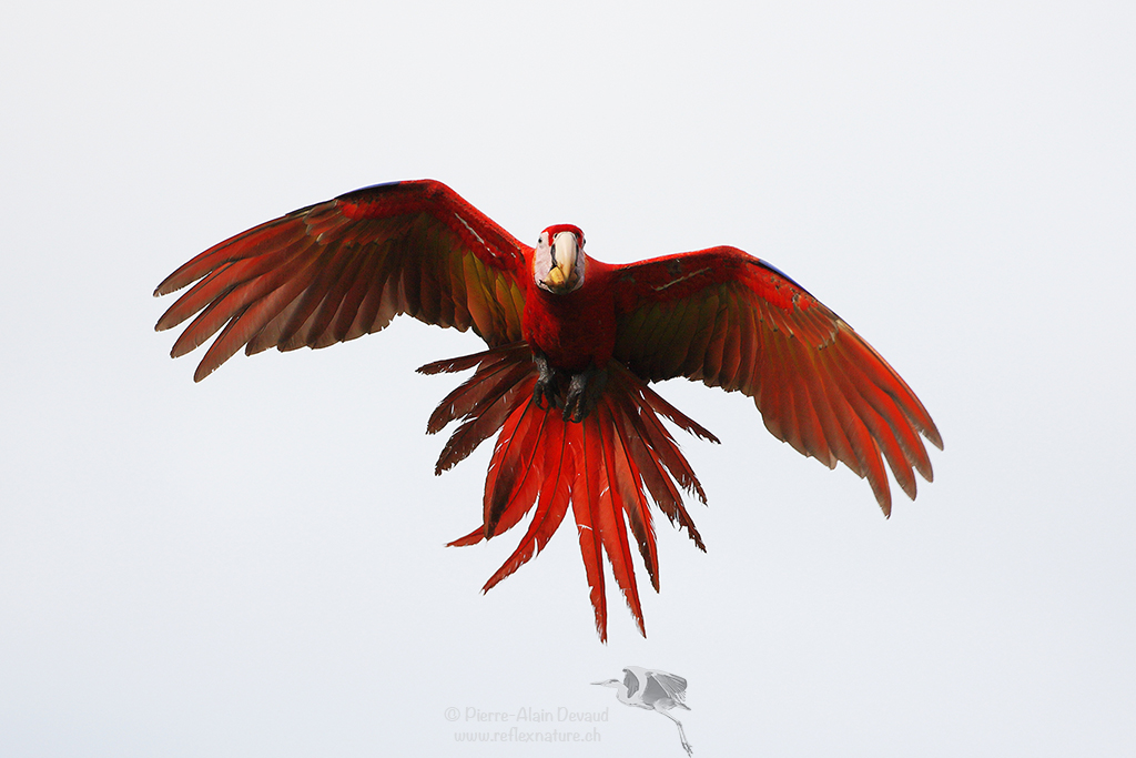 Ara rouge - Ara macao - scarlet macaw