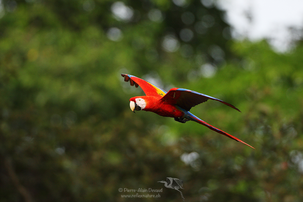 Ara rouge - Ara macao - scarlet macaw