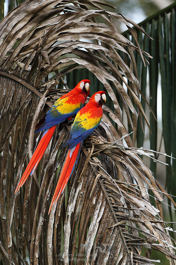 Ara rouge - Ara macao - scarlet macaw