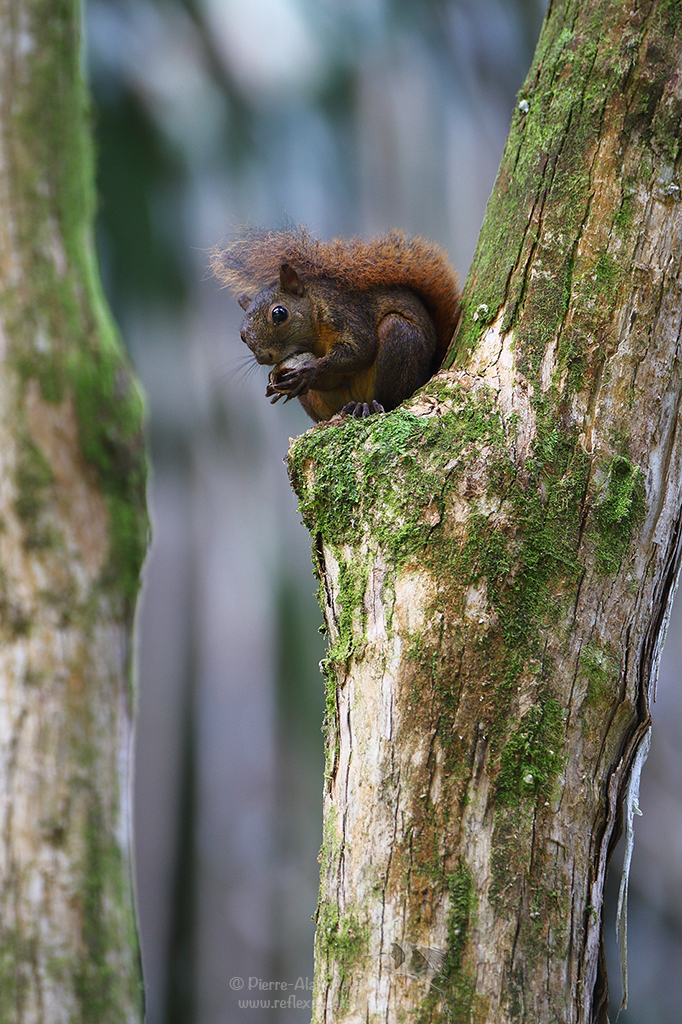 Écureuil à queue rouge - Sciurus granatensis - Red-tailed squirrel