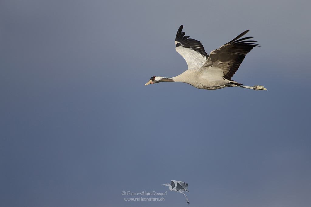 Grue cendrée - Grus grus - Common crane