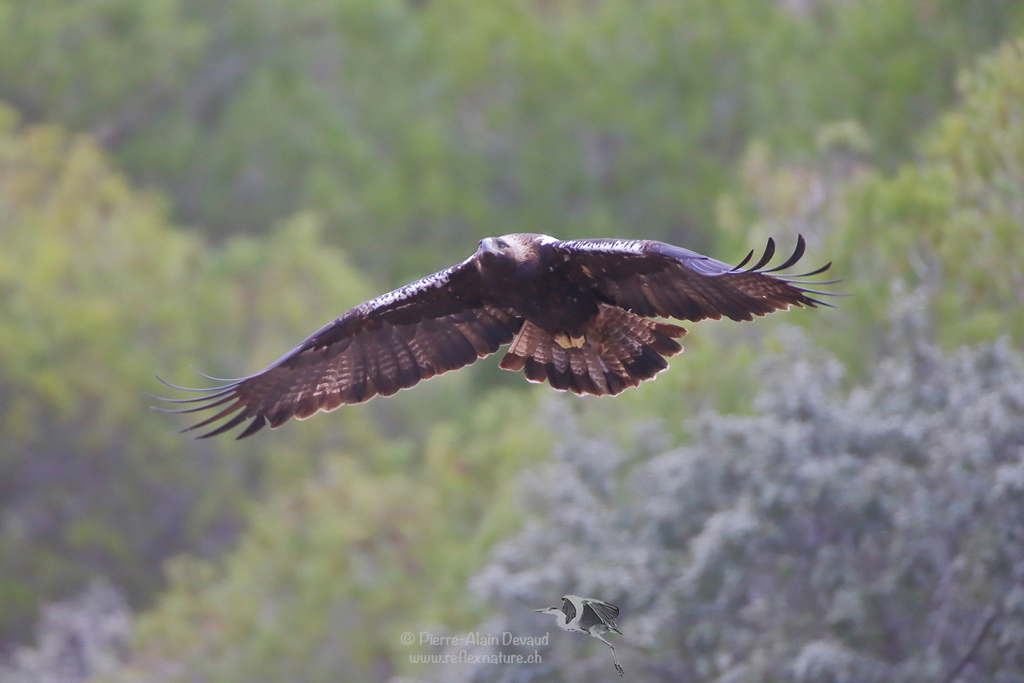 Aigle ibérique - Aquila adalberti - Spanish imperial eagle