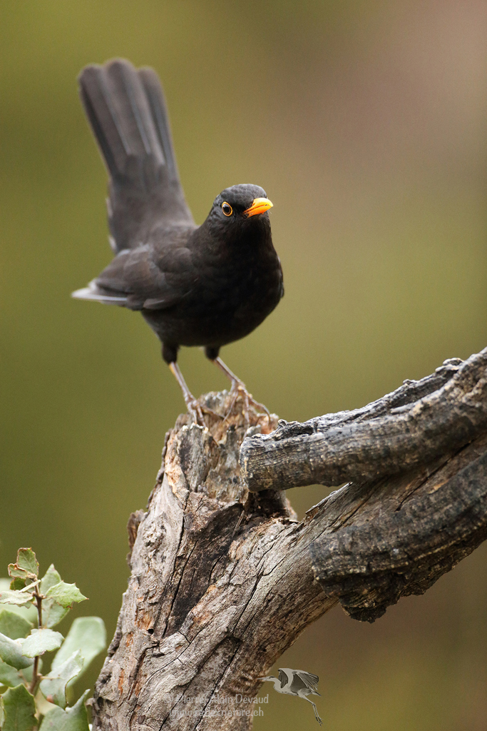 Merle noir - Turdus merula - Common blackbird