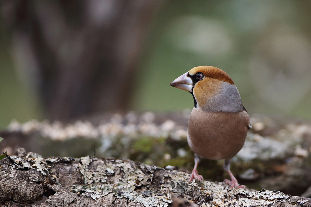 Gros-bec casse-noyaux - Coccothraustes coccothraustes - Hawfinch