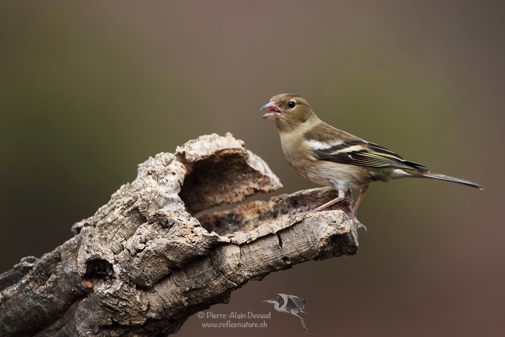Pinson des arbres - Fringilla coelebs - Common chaffinch