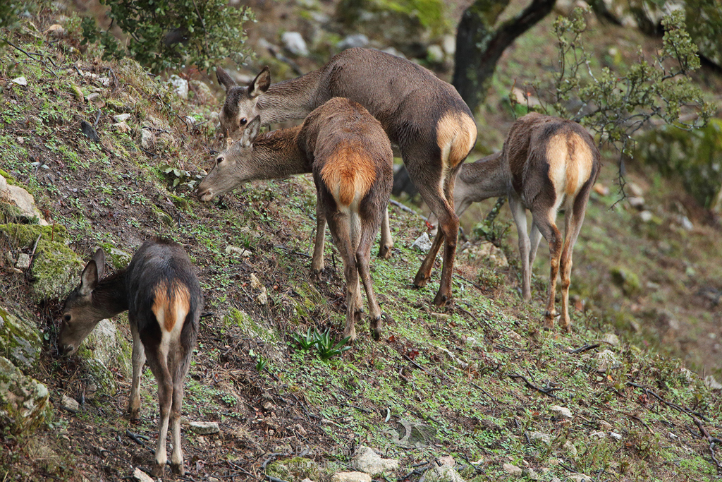 Cerf élaphe - Cervus elaphus - Red deer