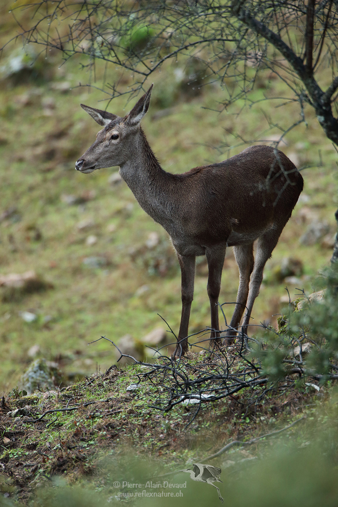 Cerf élaphe - Cervus elaphus - Red deer