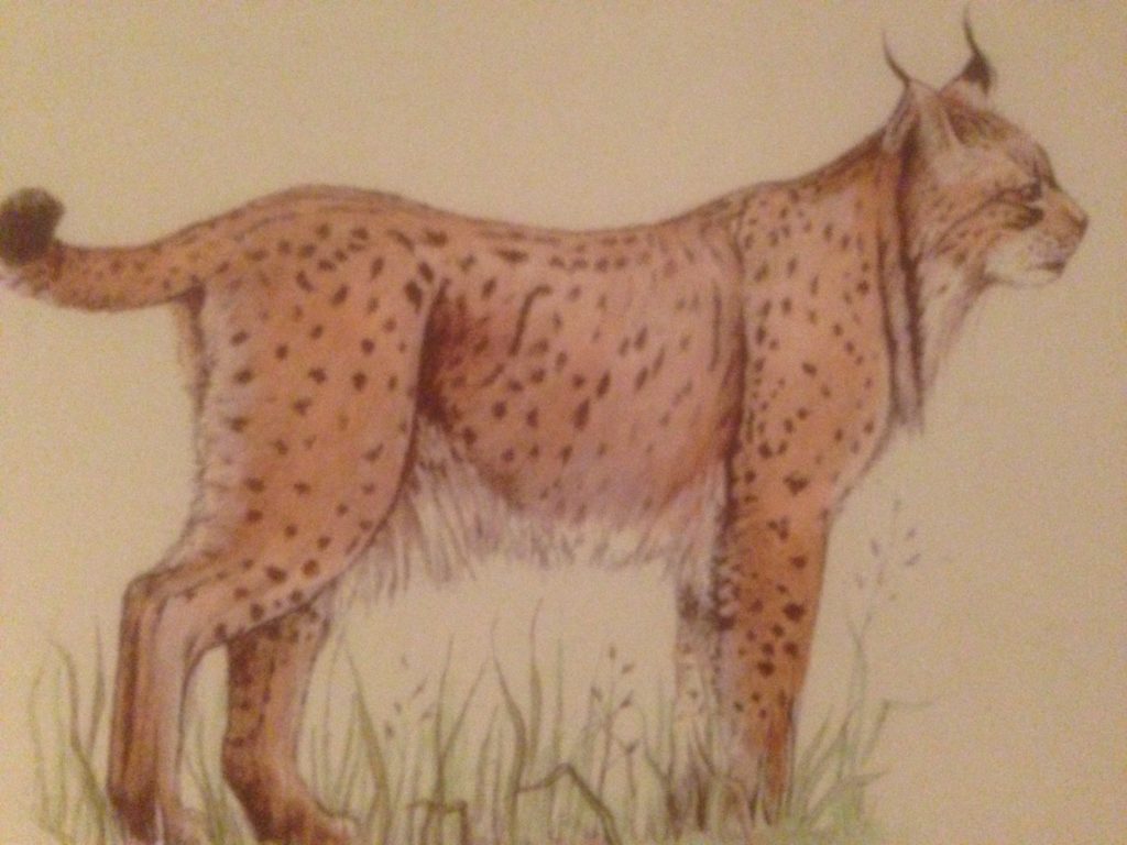 Lynx pardelle - Lynx pardinus - Iberian lynx