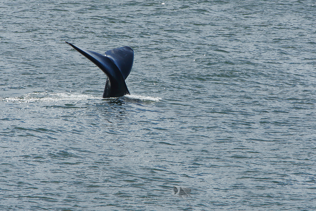 Baleine à Hermanus - Whale in Hermanus