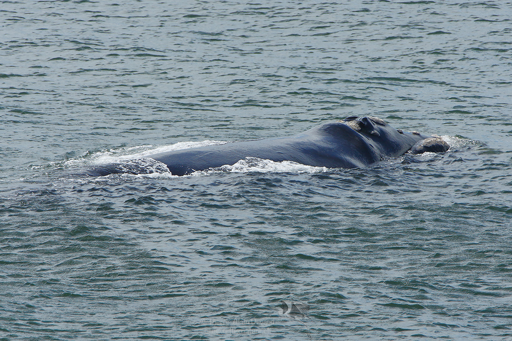 Baleine à Hermanus - Whale in Hermanus