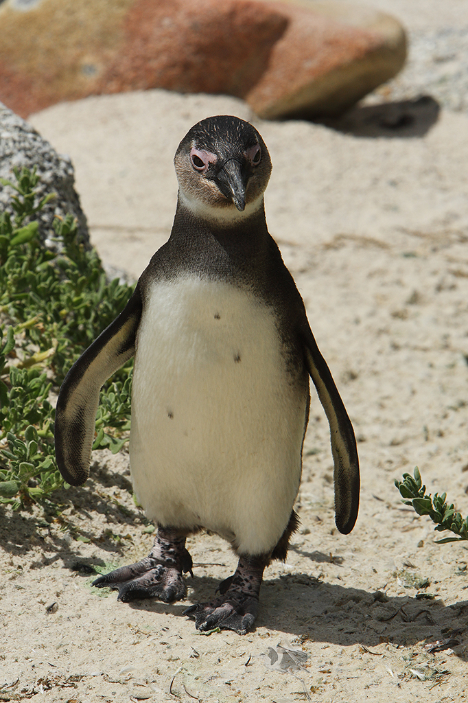 Manchot du Cap - Spheniscus demersus - African penguin