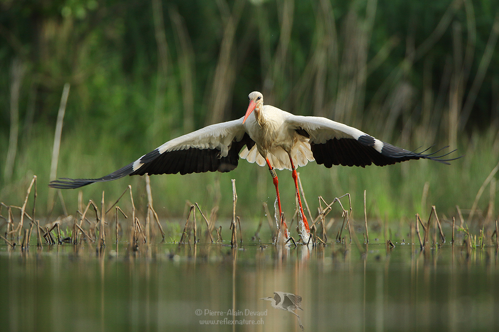 Cigogne blanche - Ciconia ciconia - White stork