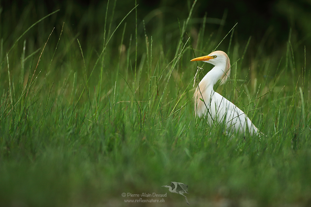 Héron garde-bœufs - Bubulcus ibis - Cattle egret
