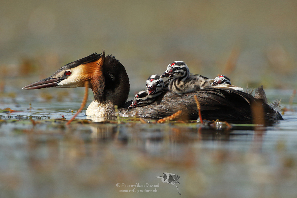 Grèbe huppé - Podiceps cristatus - Great crested grebe