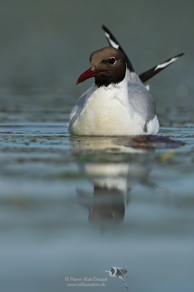 Mouette rieuse - Chroicocephalus ridibundus - Black-headed gull