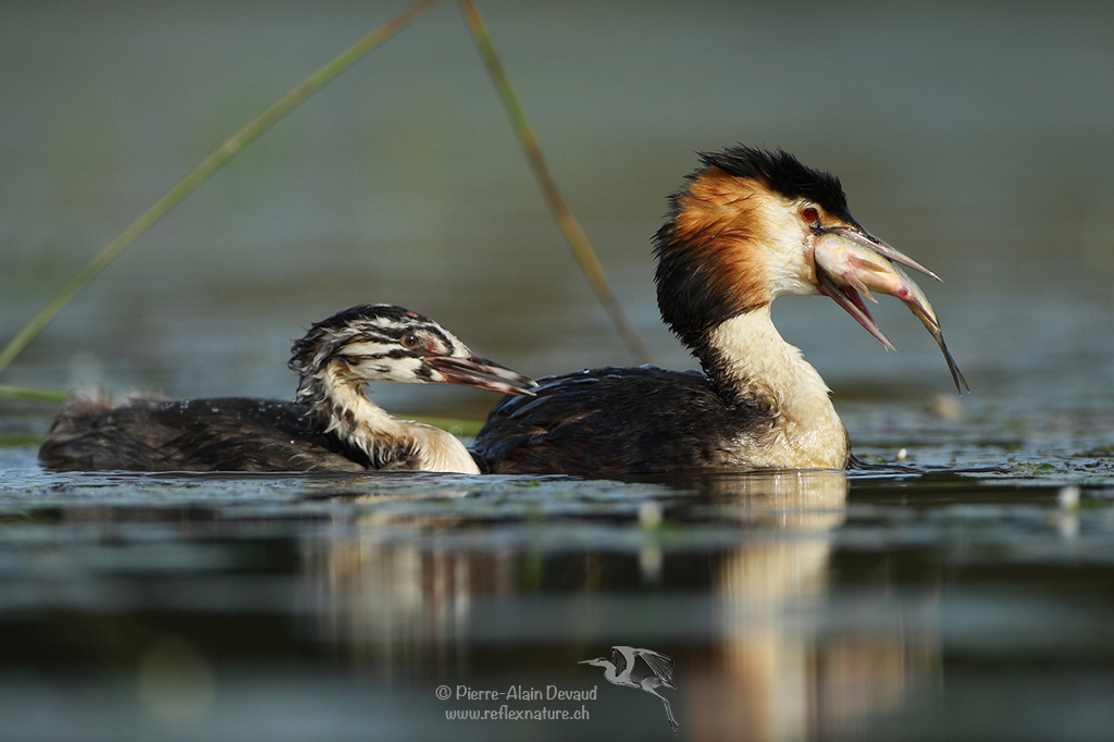 Grèbe huppé - Podiceps cristatus - Great crested grebe