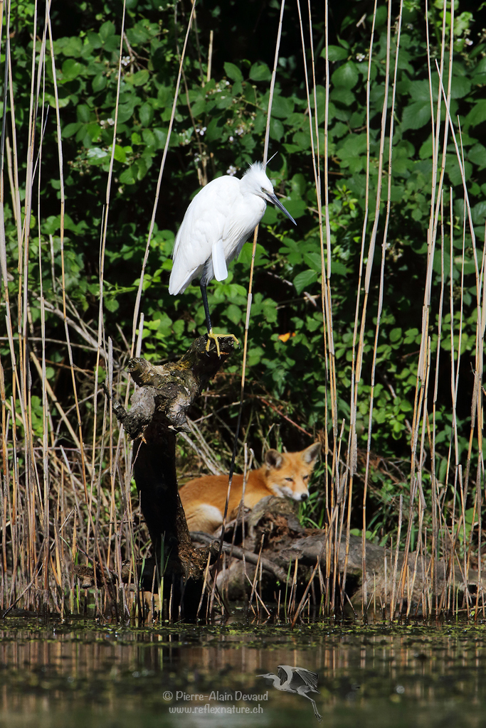 Aigrette garzette - Egretta garzetta - Little egret & Renard roux - Vulpes vulpes - Red fox